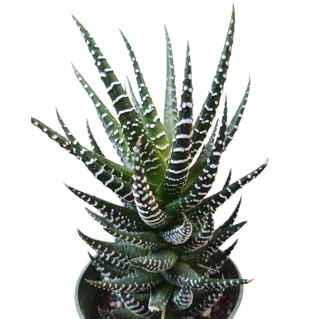 zebra plant succulent growing long stem Haworthia reinwardtii 'Zebra Wart'