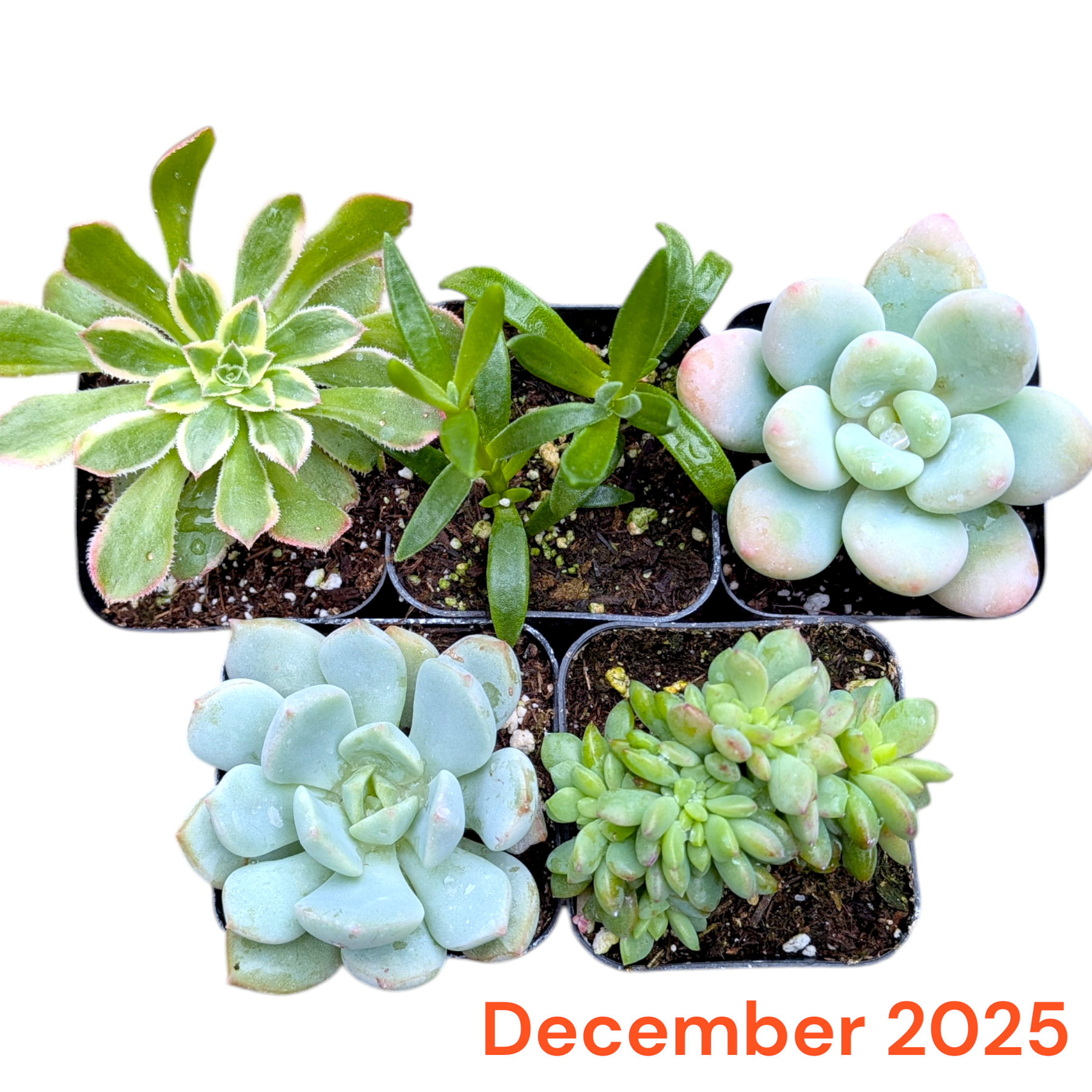 live succulents plants Succulents Depot Monthly Subscription Box with Free Plants