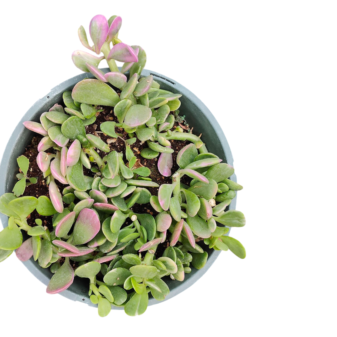 Senecio jacobsenii - Trailing Jade, Weeping Jade