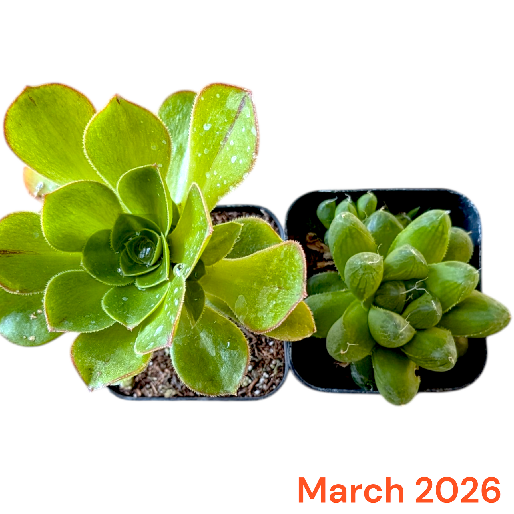 Monthly Subscription Box featuring Aeonium and Haworthia succulents.