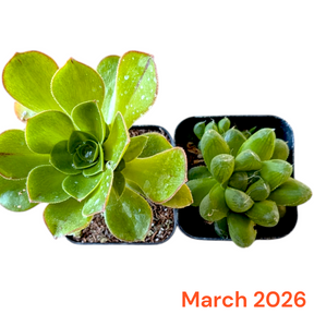Monthly Subscription Box featuring Aeonium and Haworthia succulents.