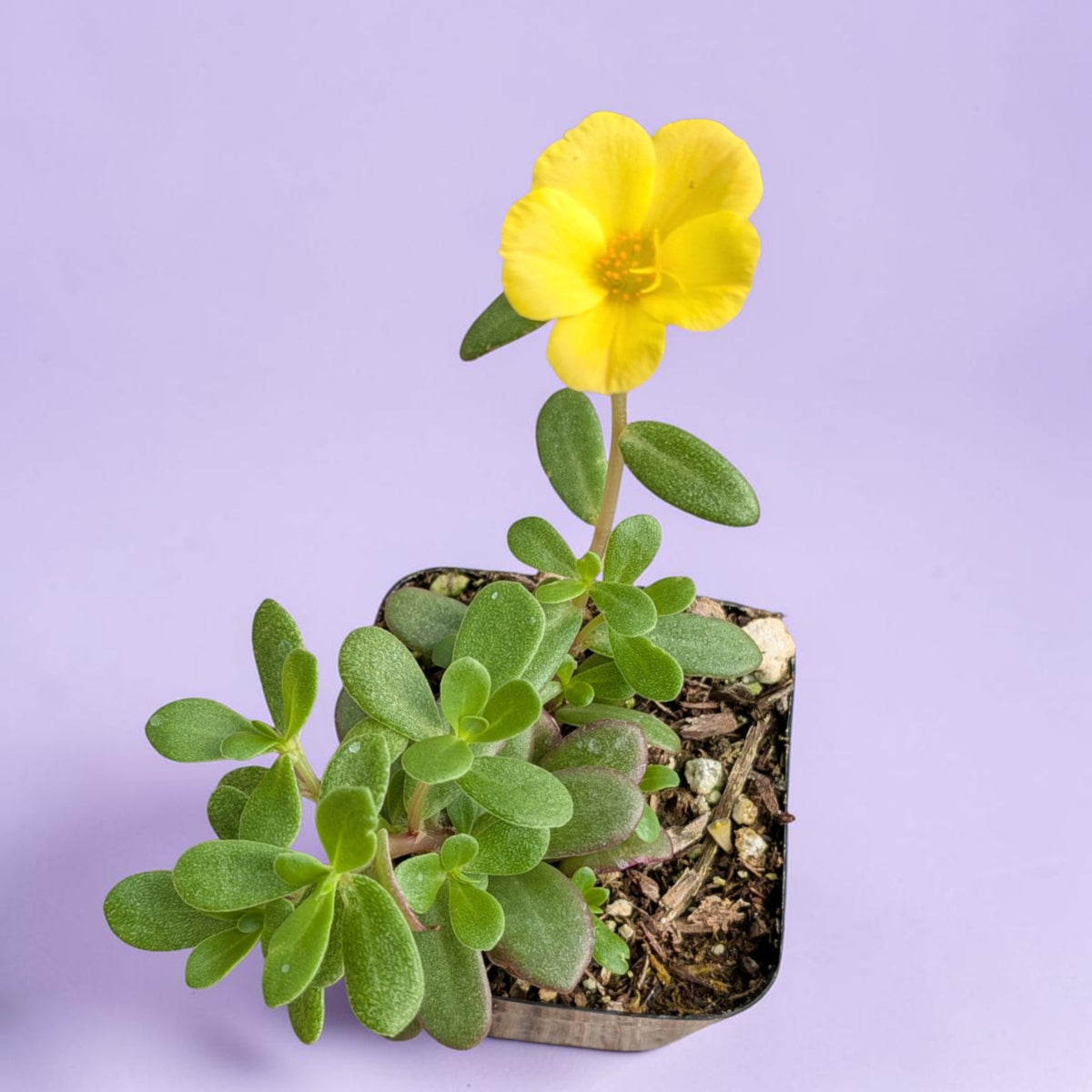 Portulaca oleracea - Little Hogweed