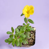 Portulaca oleracea - Little Hogweed