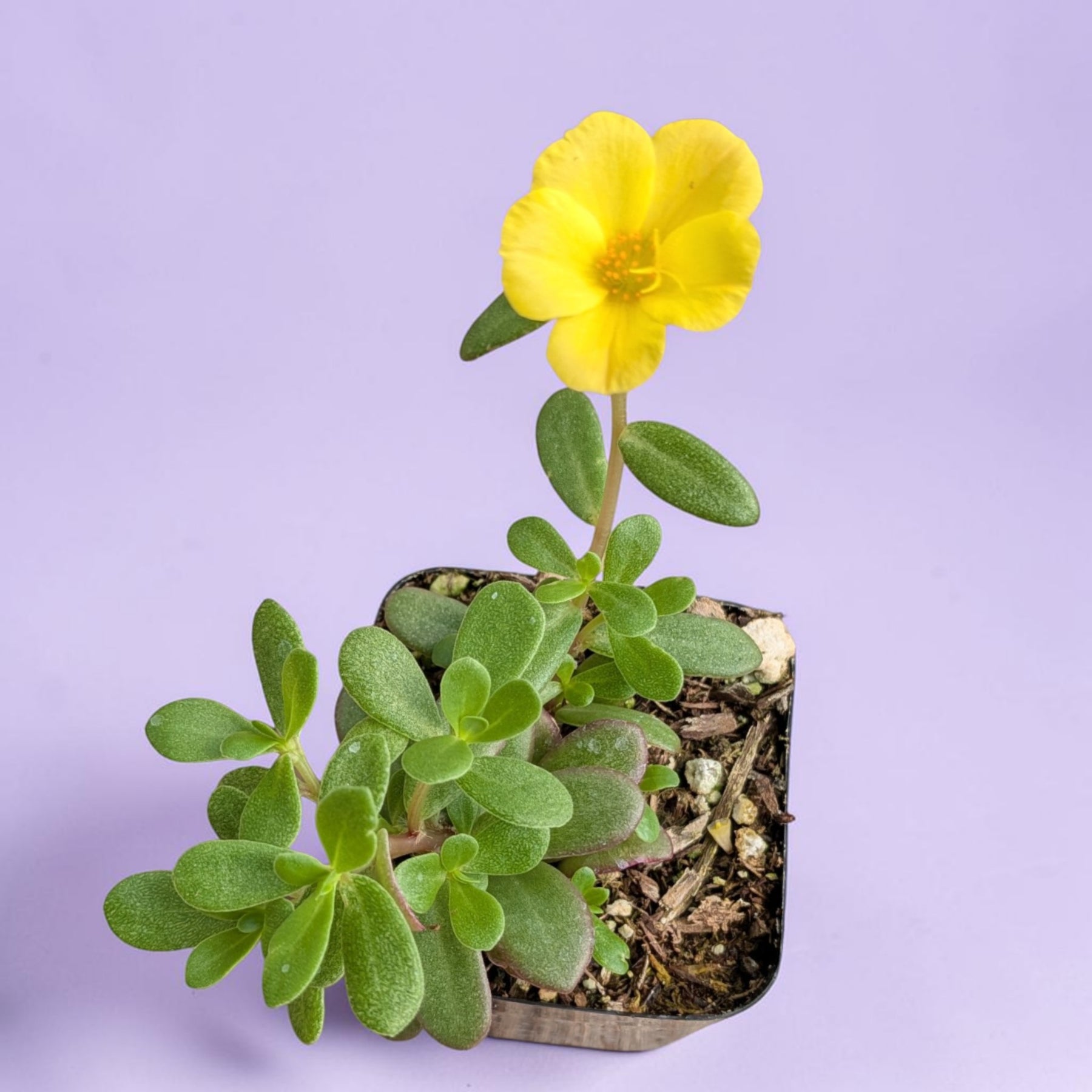 Portulaca oleracea - Little Hogweed