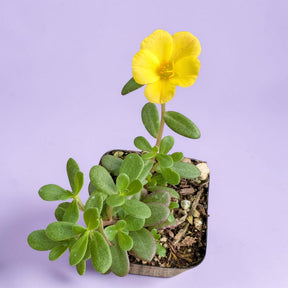 Portulaca oleracea - Little Hogweed