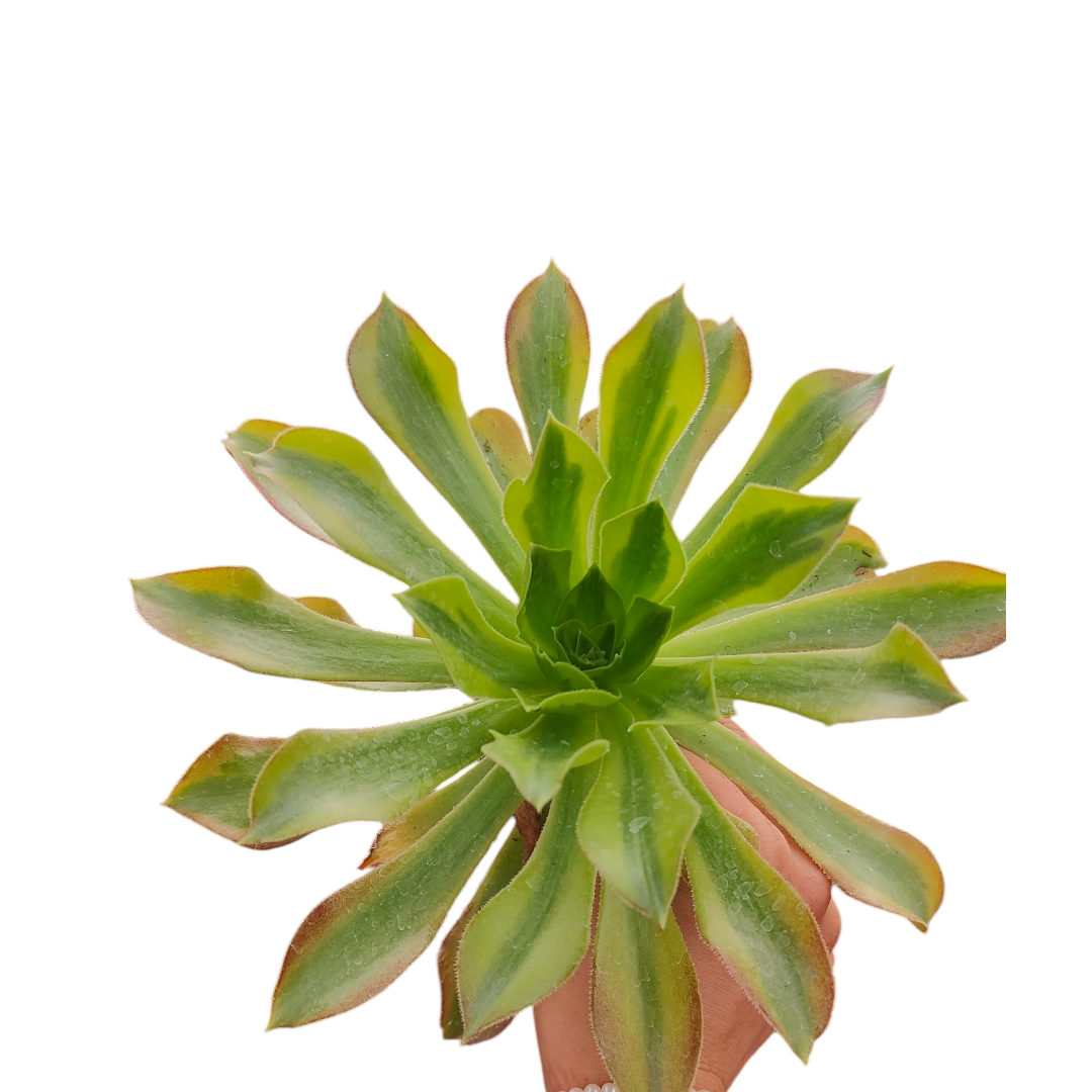 Aeonium Milky White