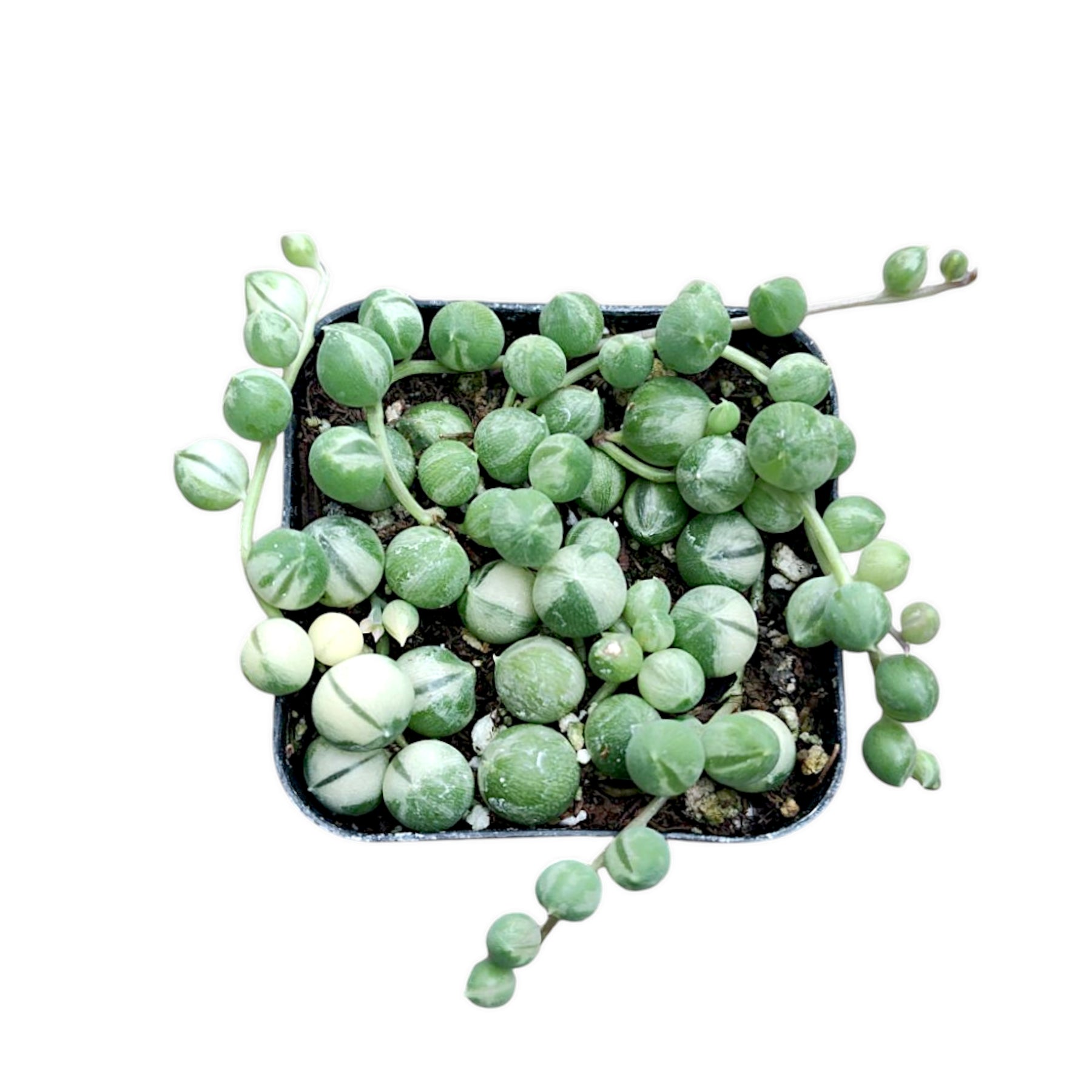 Variegated String of Pearls Senecio rowleyanus