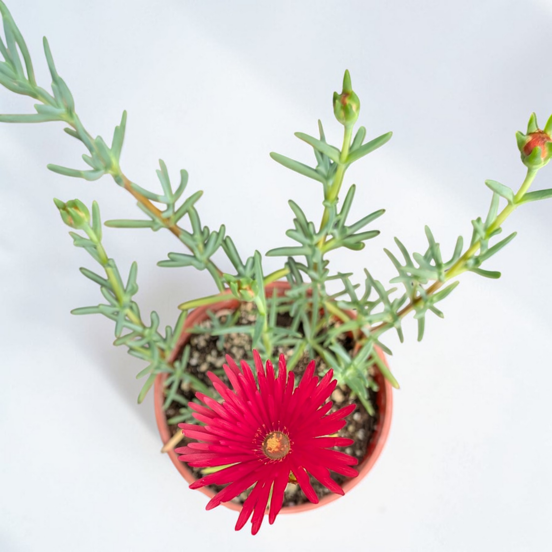 Mesembryanthemum Hot Pink - Pigface, Iceplant with red bloom.