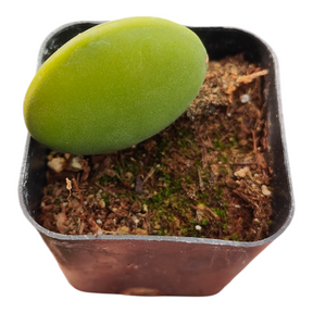 Xerosicyos Danguyi 'String of Coins' - Succulents Depot