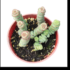 baby necklace succulent Crassula 'Baby's Necklace' 2 Inch