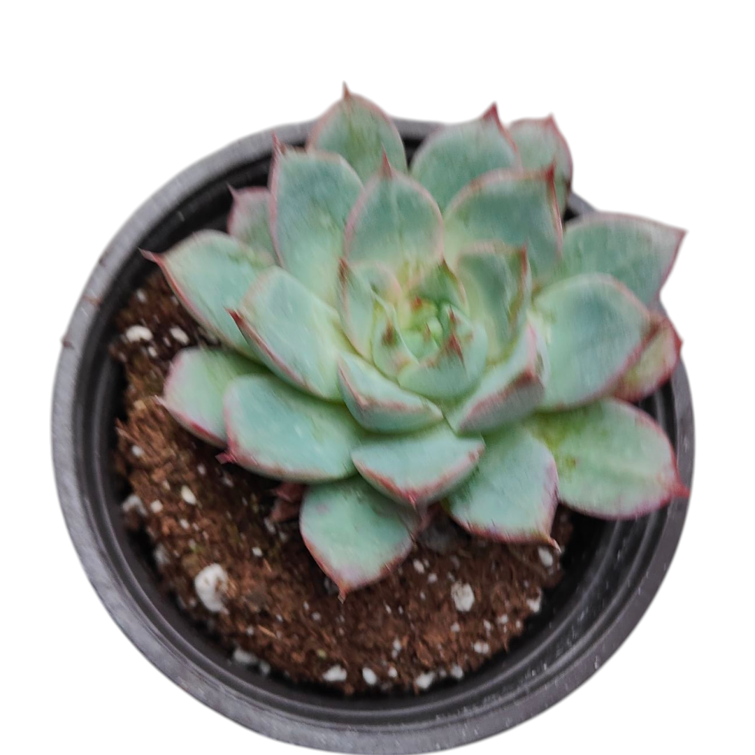 Echeveria Lindsayana