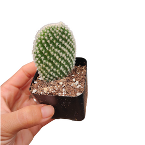 Opuntia microdasys var. albospina 'White Bunny Ears'