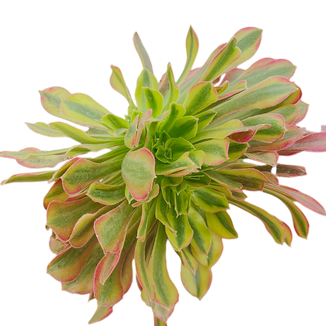 Aeonium Milky White Crest