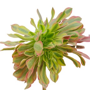 Aeonium Milky White Crest