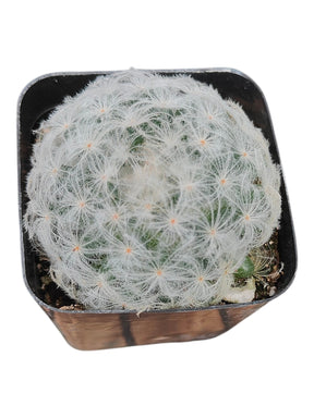 Mammillaria plumosa 'Feather Cactus'