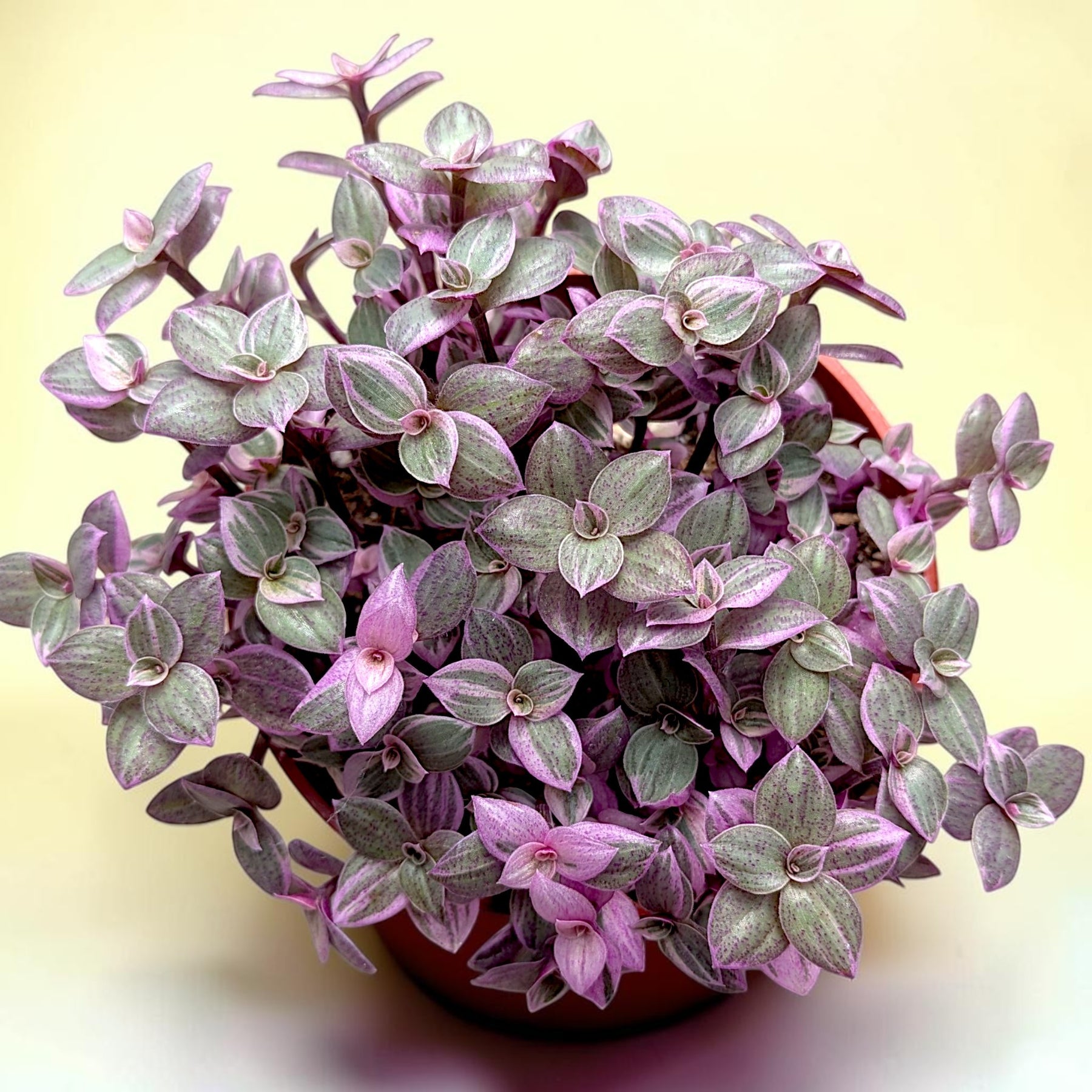 Callisia repens "Pink Panther" Miniature Wandering Dude