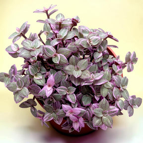 Callisia repens "Pink Panther" Miniature Wandering Dude