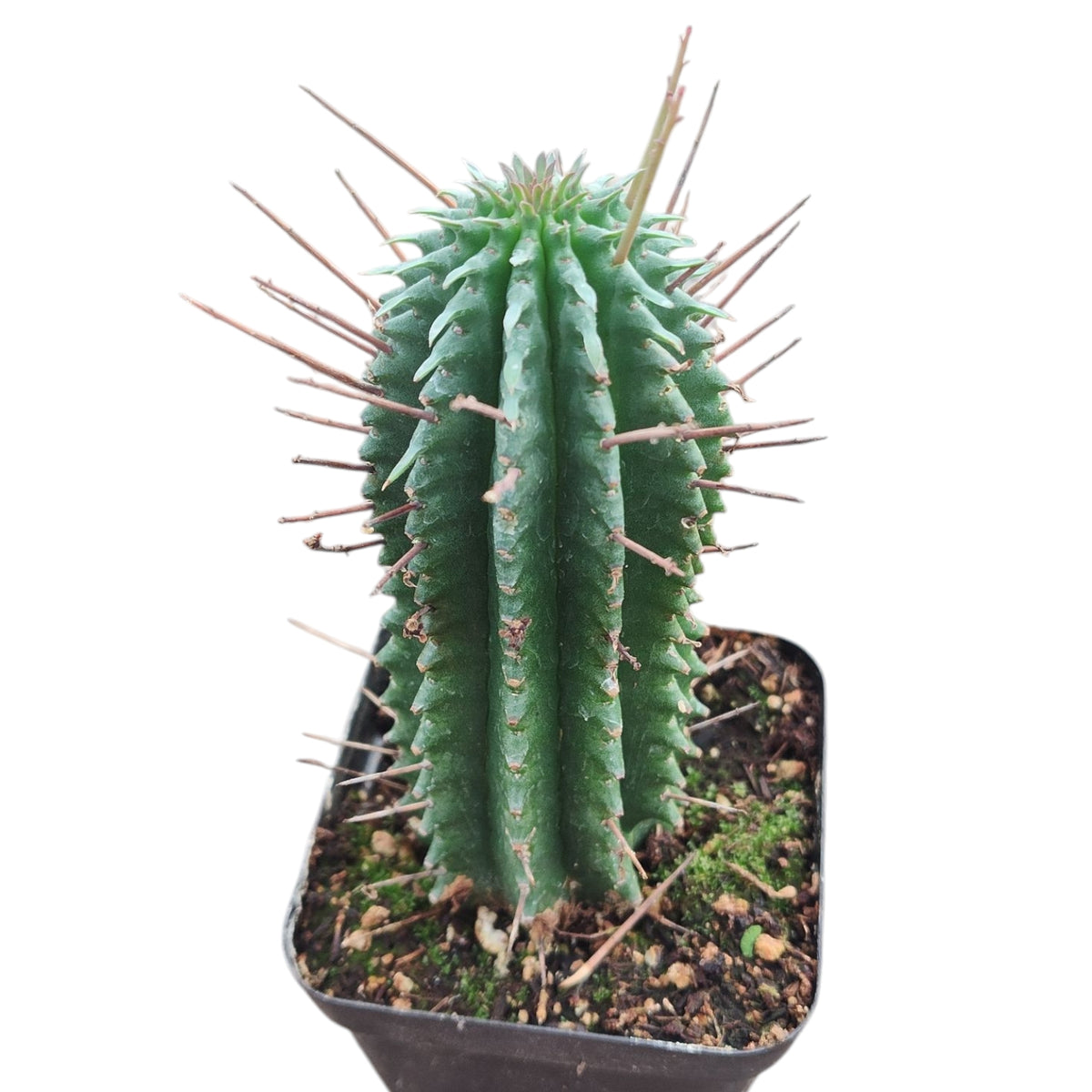 Euphorbia fimbriata