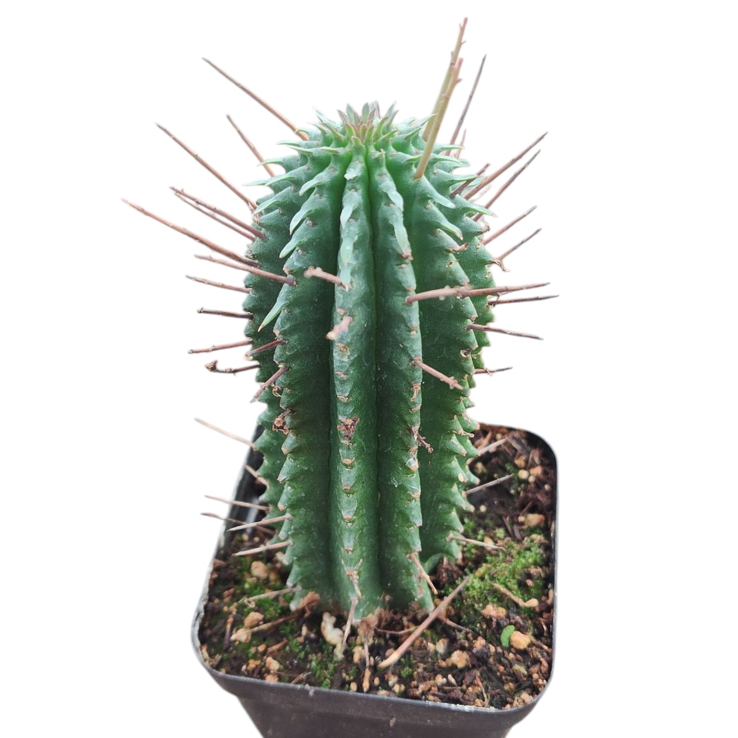 Euphorbia fimbriata