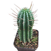 Euphorbia fimbriata