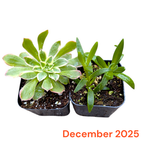 Monthly Subscription Box