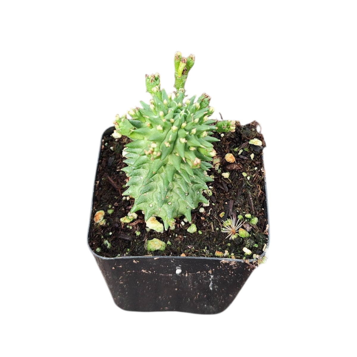 Euphorbia susannae 'Marloth'