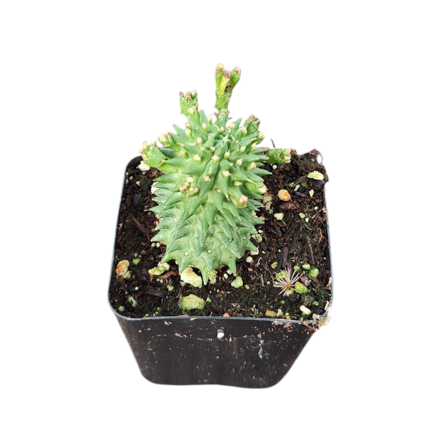 Euphorbia susannae 'Marloth'
