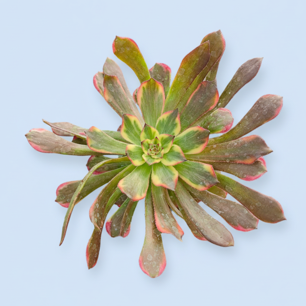 Hand holding Aeonium Qingyi succulent with beaded bracelet.