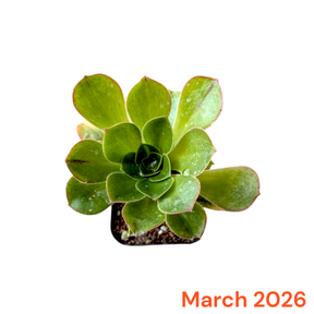 Monthly Subscription Box: Potted succulent with water droplets, March 2026.