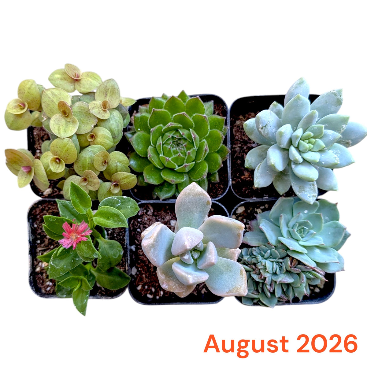 Six small potted succulents arranged in a 2x3 grid on a white background, with the text 'August 2026' in orange at the bottom right.