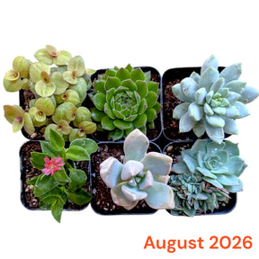 Six small potted succulents arranged in a 2x3 grid on a white background, with the text 'August 2026' in orange at the bottom right.