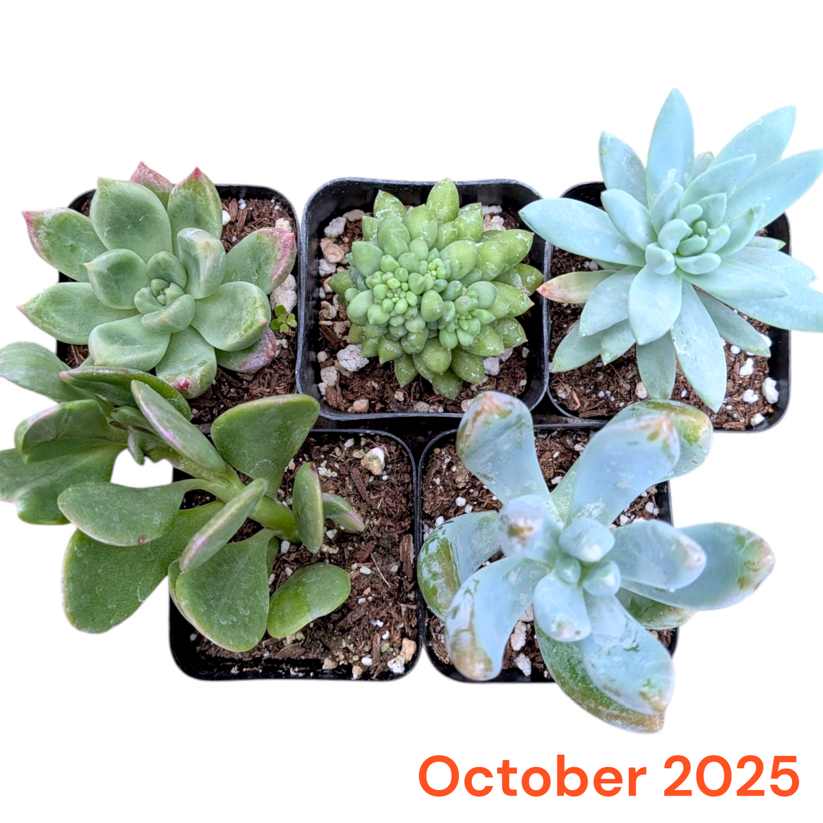Monthly Subscription Box