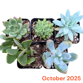 Monthly Subscription Box