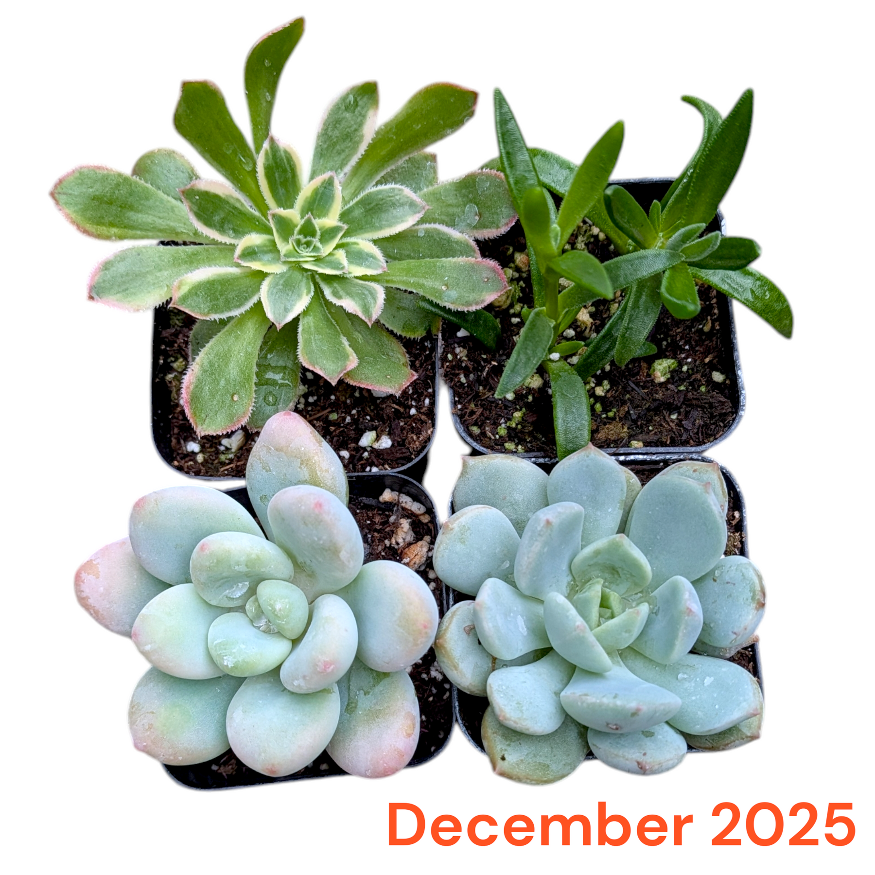 Monthly Subscription Box