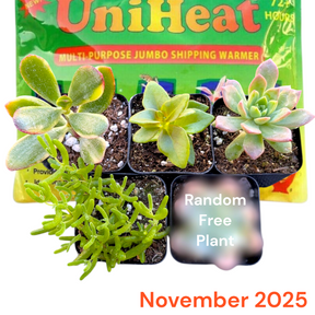 Monthly Subscription Box