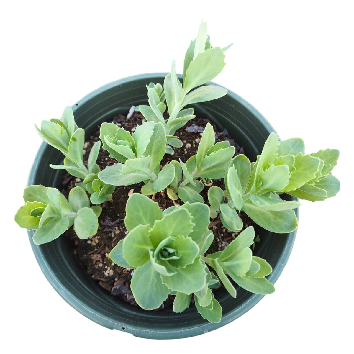 succulent plant with serrated leaves Sedum telephium 'Autumn Joy'