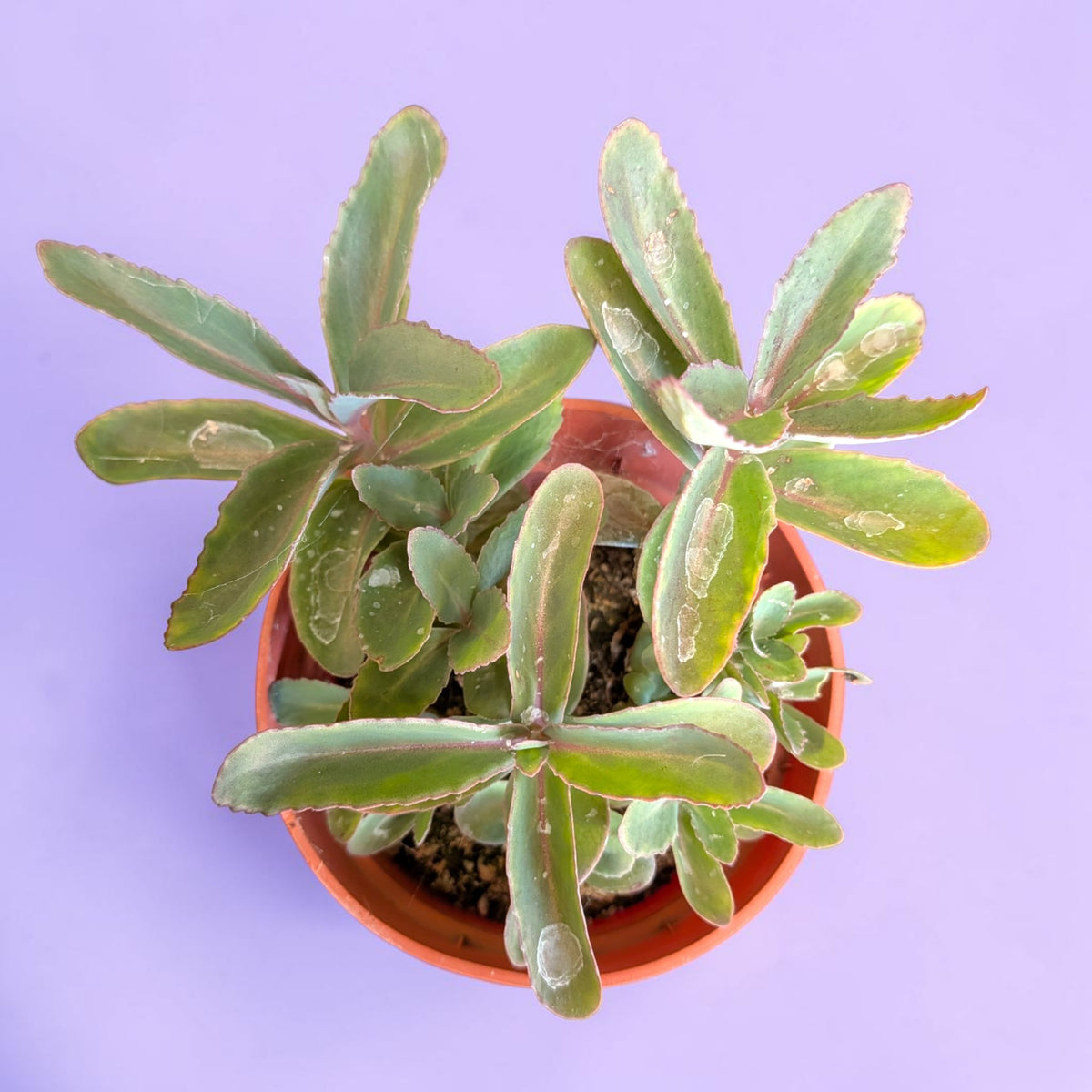 Sedum telephium 'Marina' Stonecrop - Succulents Depot