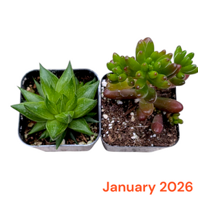 Monthly Subscription Box