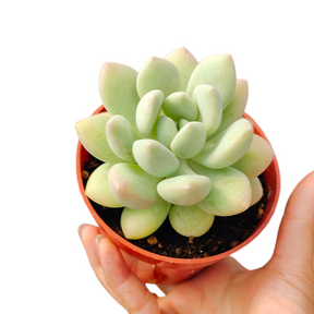 Graptoveria White Dew