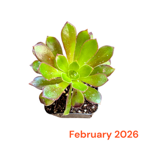Monthly Subscription Box - Succulents Depot