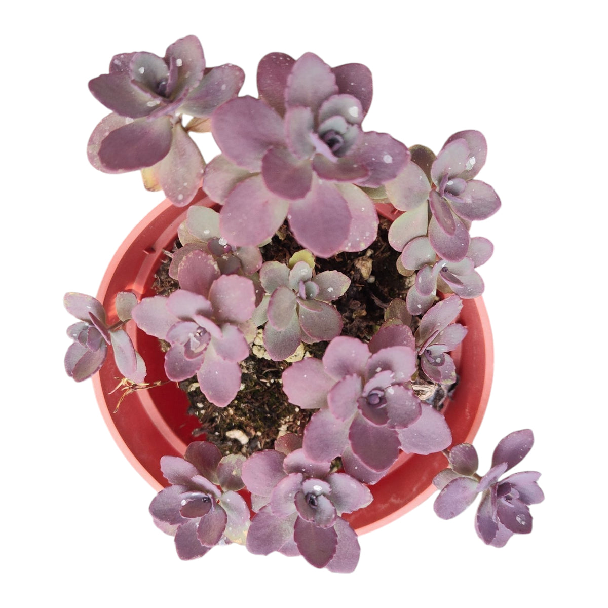 Sedum 'Dazzleberry'
