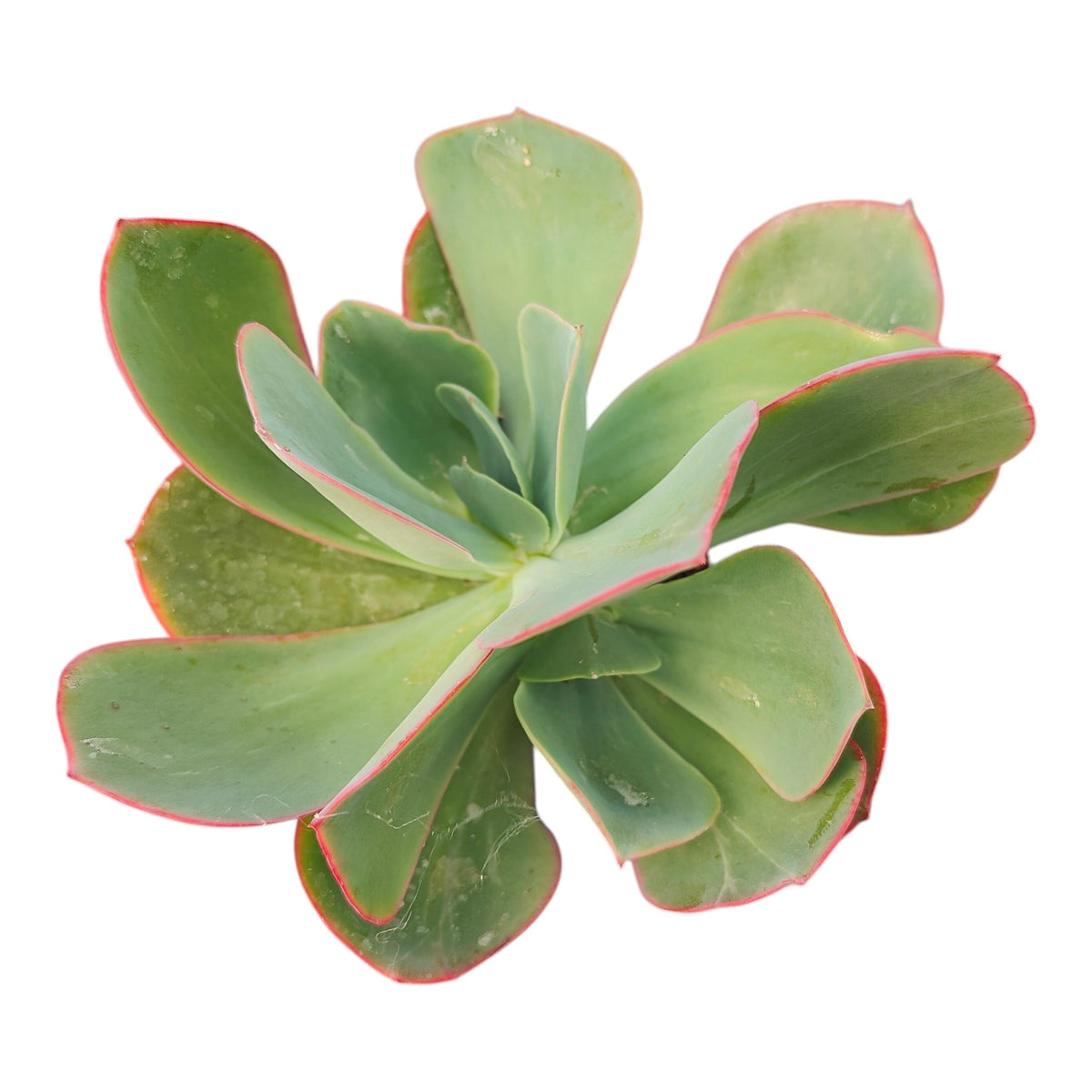 Echeveria 'White Rose'