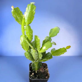 Schlumbergera x buckleyi Christmas Cactus