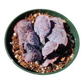 Echeveria linguas in green nursery pot with pink-edged leaves.