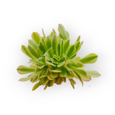 Aeonium Milky White Crest