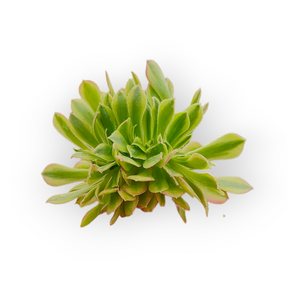 Aeonium Milky White Crest