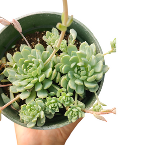 succulent cate Echeveria Vincent Catto -