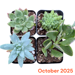 Monthly Subscription Box