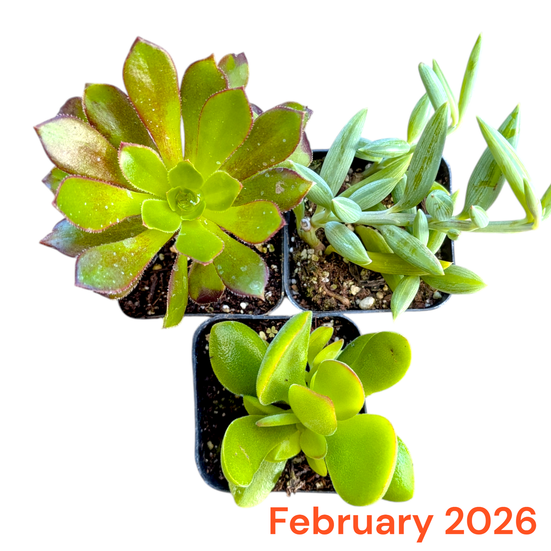 Monthly Subscription Box - Succulents Depot