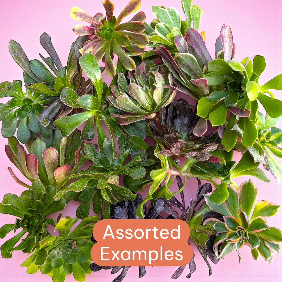 Aeonium Variety Pack